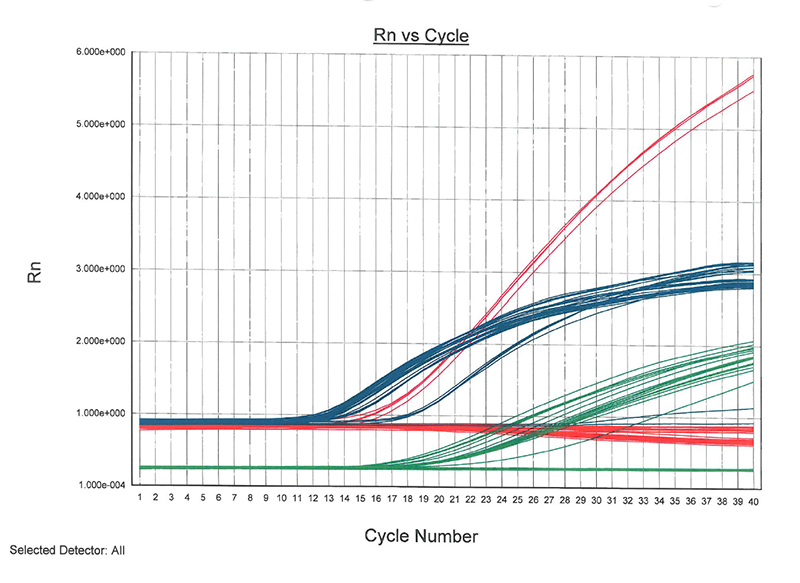 Real-time PCR graph